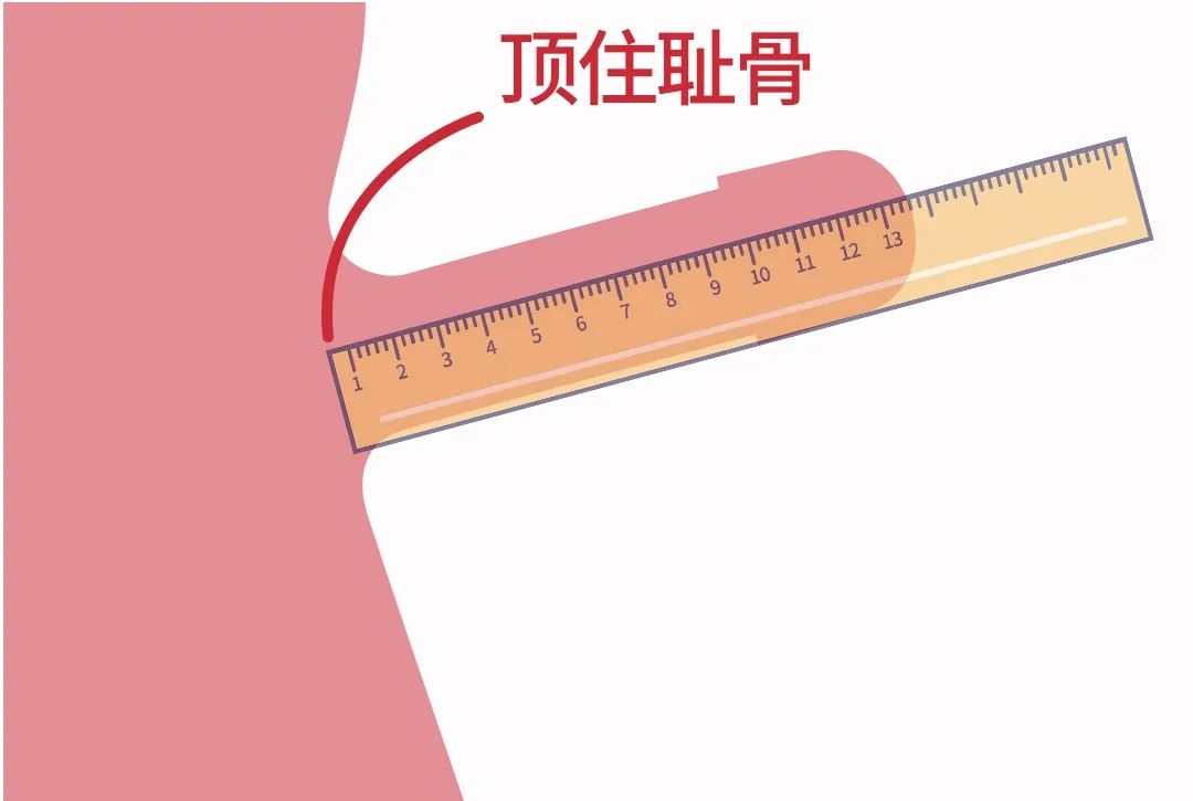 如何测量丁丁长度?正确测量方法-1 如何测量丁丁长度?JJ正确测量方法丨科普