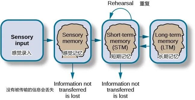 为什么中午吃了什么可能下午就忘了丨科普
