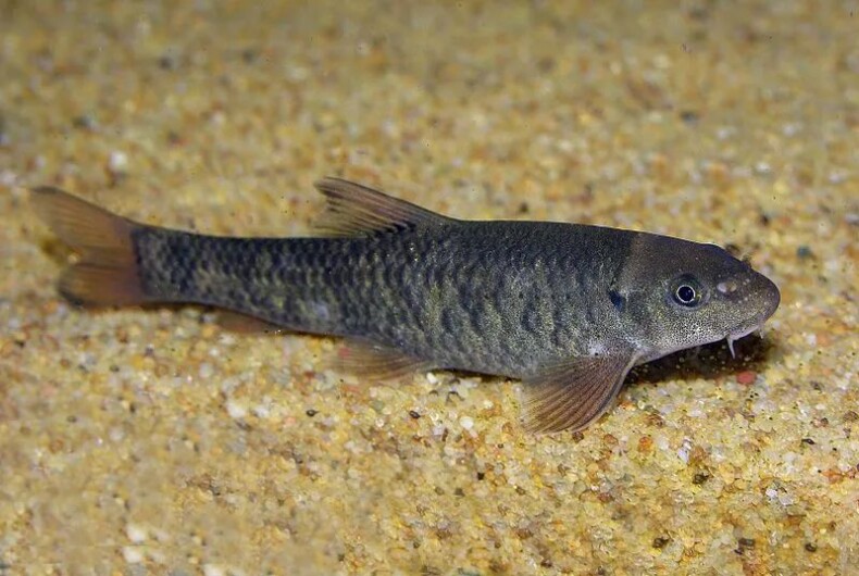 足疗店不用的小鱼最后去了哪儿丨问答