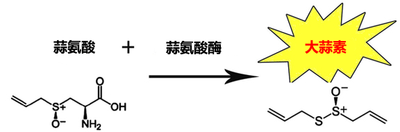 为什么大蒜味道能停留这么长？甚至第二天还有！