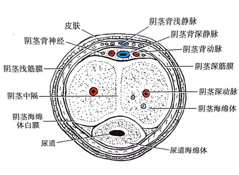 男生的丁丁都是怎么放的？往左放还是往右？丨科普