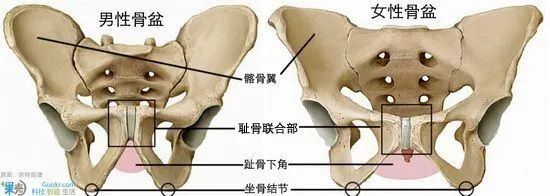 男生的丁丁都是怎么放的？往左放还是往右？丨科普