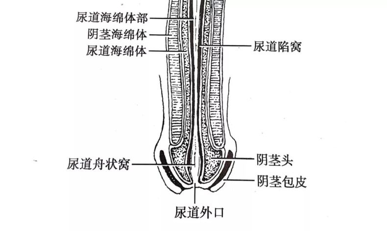 男生的丁丁都是怎么放的？往左放还是往右？丨科普
