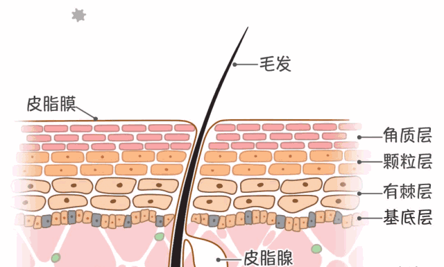 男生秋裤前面为啥有个洞丨科普