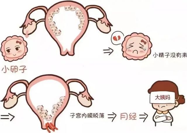 男生秋裤前面为啥有个洞丨科普