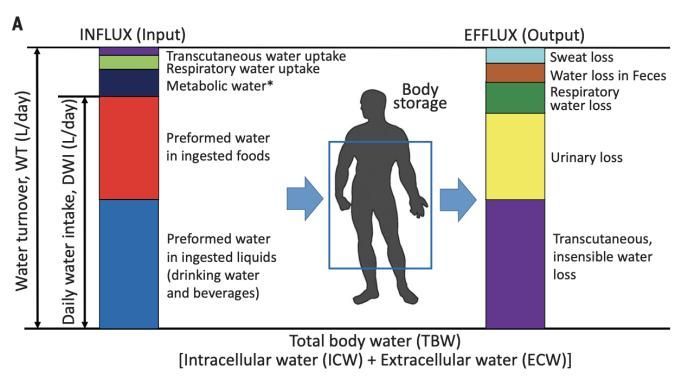 一天八杯水科学吗?科学喝水的正确打开方式丨科普