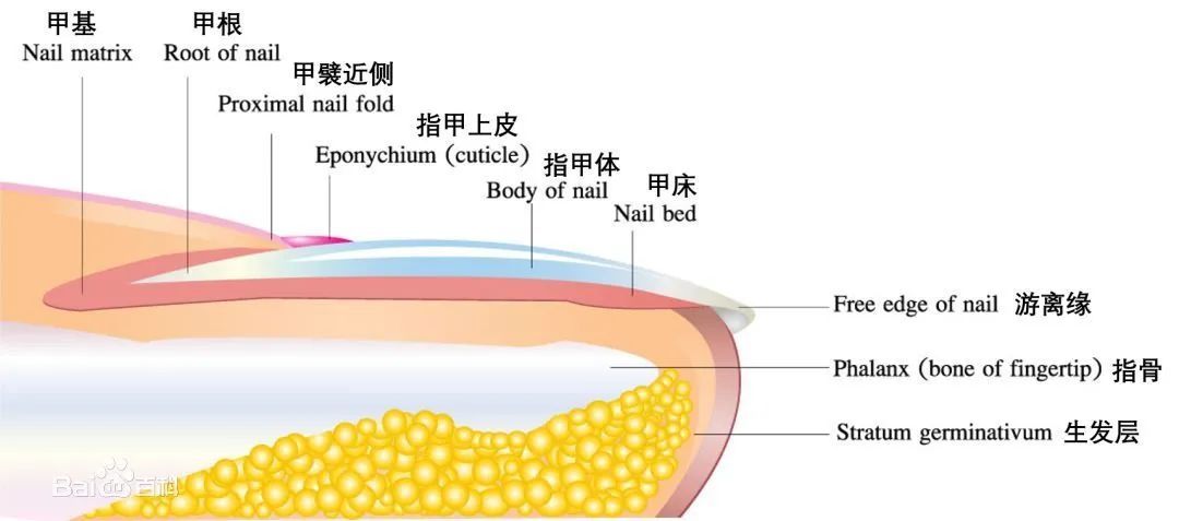 指甲会呼吸吗,有关指甲的5个冷知识丨科普