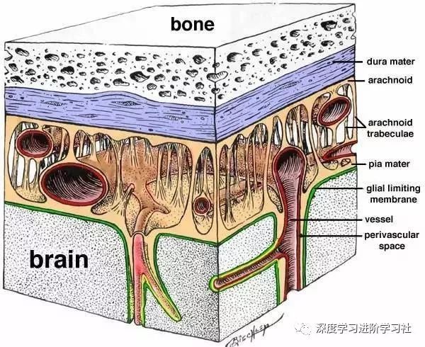 大脑是如何工作的？附大脑工作原理丨科普