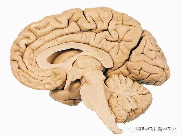 大脑是如何工作的？附大脑工作原理丨科普