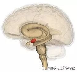 大脑是如何工作的？附大脑工作原理丨科普