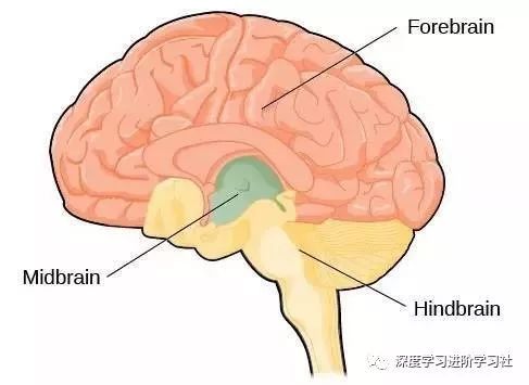 大脑是如何工作的？附大脑工作原理丨科普
