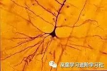 大脑是如何工作的？附大脑工作原理丨科普