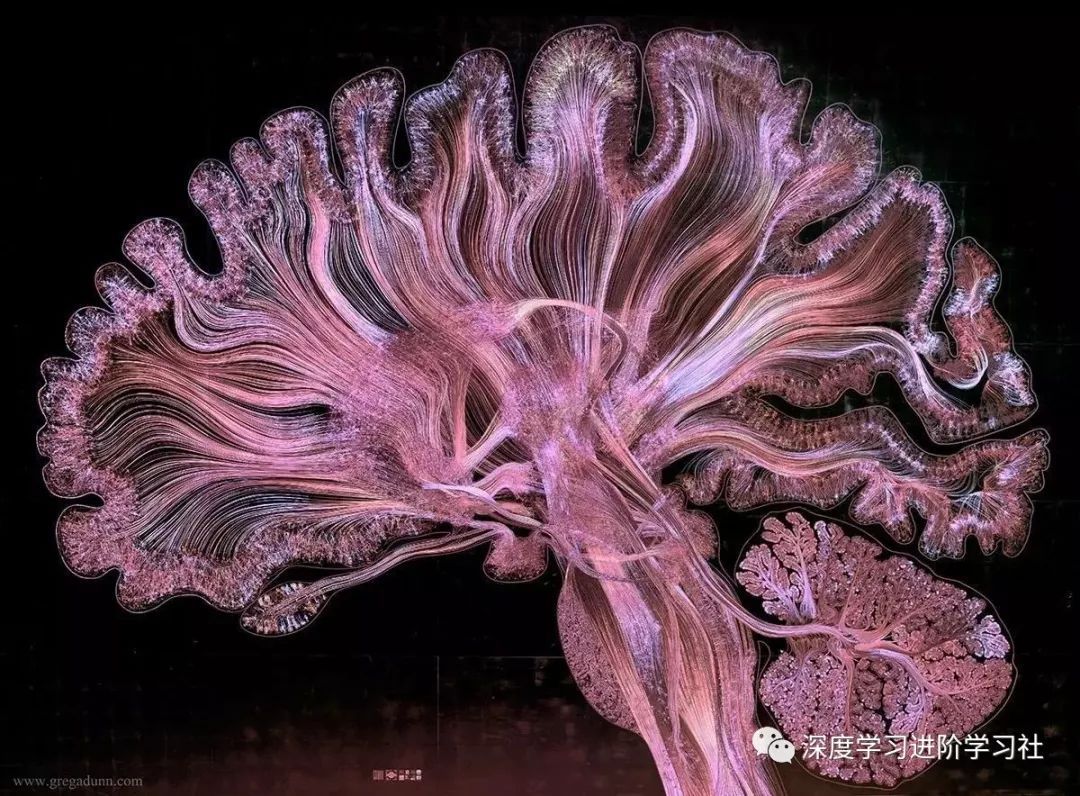 大脑是如何工作的？附大脑工作原理丨科普